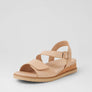 Ziera Vamsy W Camel Camel